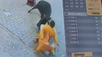 Man Tries To Scare A Stray Bull And Finds Out Fast
