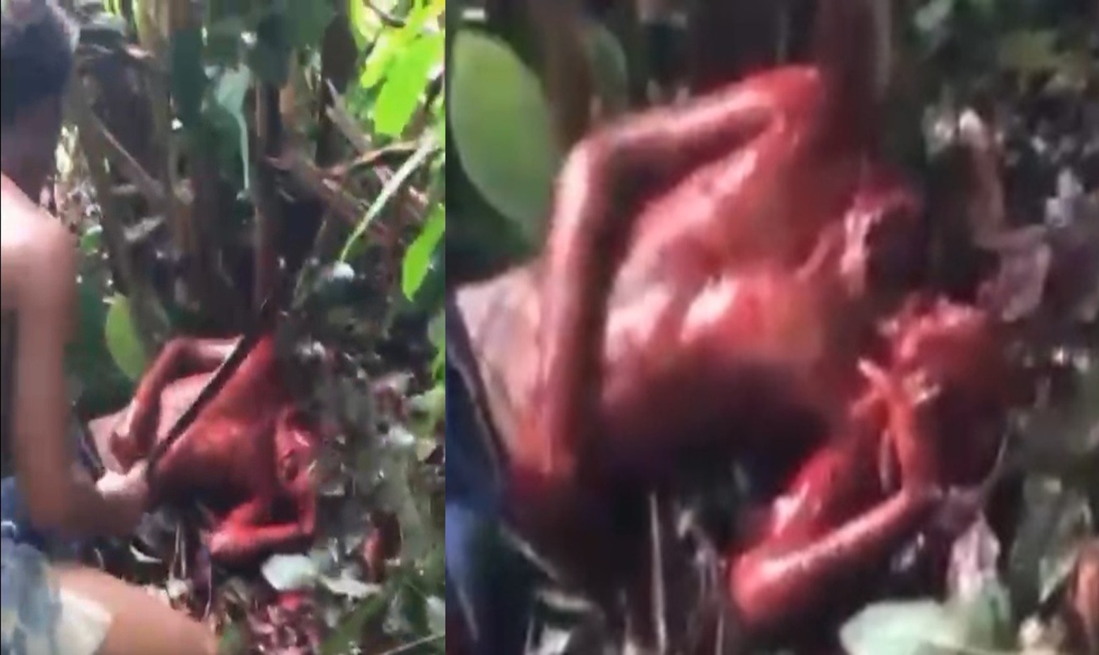 A Gruesome Video Shows Man Beheaded by Two Suspects with Cutlasses in Forested Area