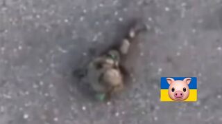 Crawls several meters only to be killed.