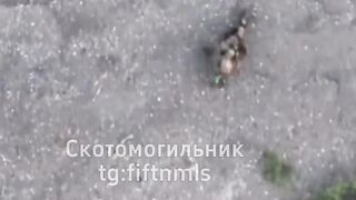 Crawls several meters only to be killed.