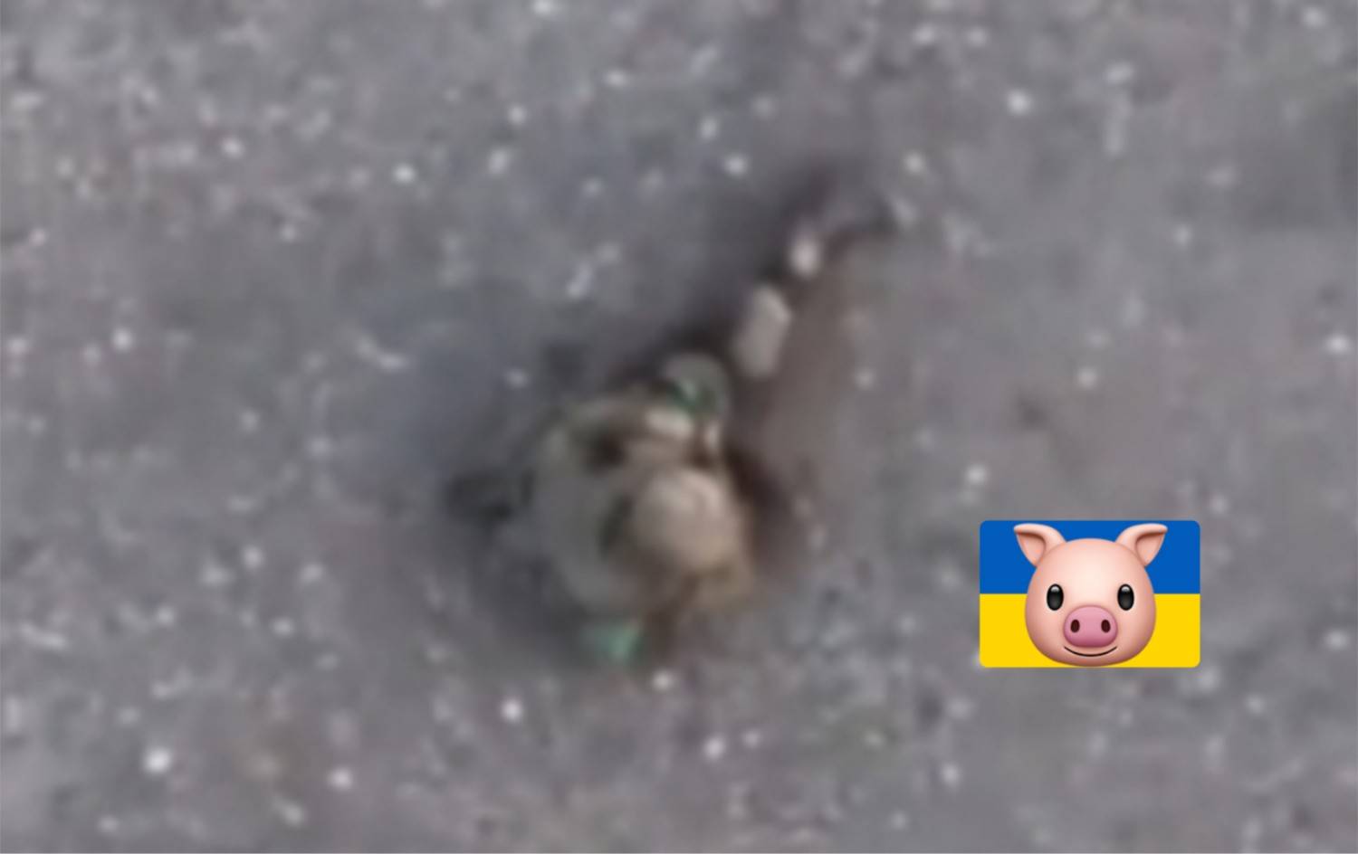 Crawls several meters only to be killed.