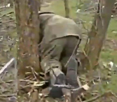 LoL  "Excellent camouflage "