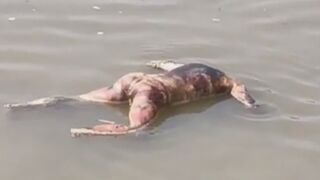 Trash Of Ganges River