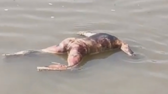 Trash Of Ganges River