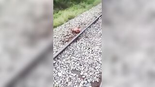 Elderly Man Ripped In Pieces By The Train