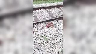 Elderly Man Ripped In Pieces By The Train