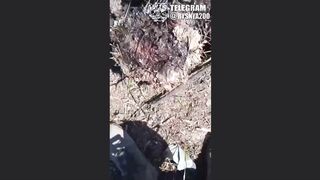 Global Whore Ukraine War Pest Removal Compilation 071224