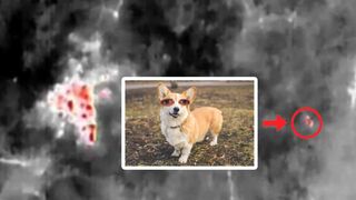 Drone saves Ukrat from a wild Corgi.