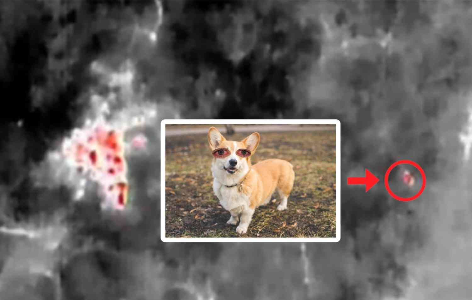Drone saves Ukrat from a wild Corgi.