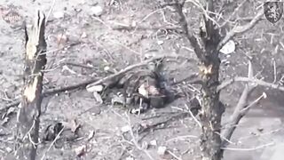 50 dead bodies of pedoruzzian invaders around Chasiv Yar, Ukraine