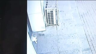 Cat knocks out man