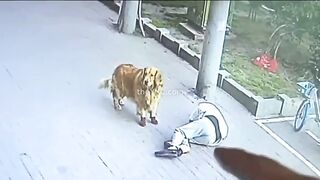 Cat knocks out man