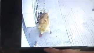 Cat knocks out man