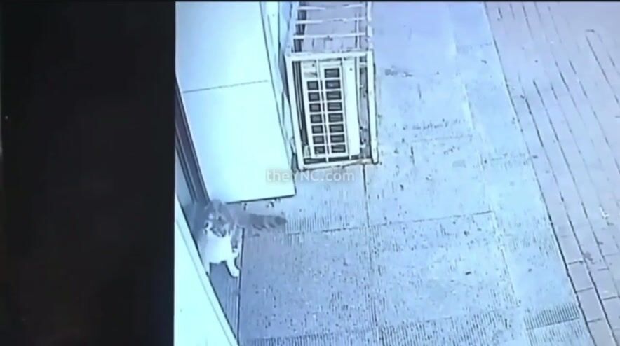 Cat knocks out man