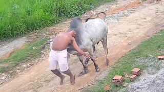 Man Walking Peacefully Suddenly Gored and Thrown by Rampaging Bull