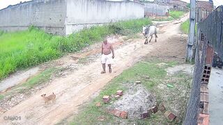 Man Walking Peacefully Suddenly Gored and Thrown by Rampaging Bull
