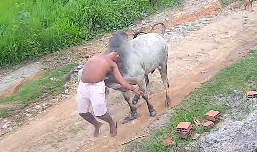 Man Walking Peacefully Suddenly Gored and Thrown by Rampaging Bull