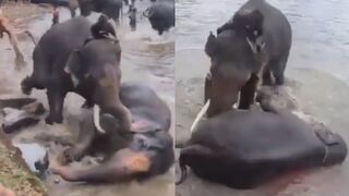 Woman tourist crushed to death after getting trapped during fight between two elephan
