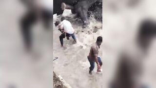 Woman tourist crushed to death after getting trapped during fight between two elephan