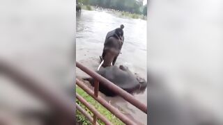 Woman tourist crushed to death after getting trapped during fight between two elephan