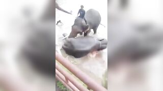 Woman tourist crushed to death after getting trapped during fight between two elephan