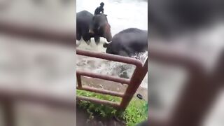 Woman tourist crushed to death after getting trapped during fight between two elephan