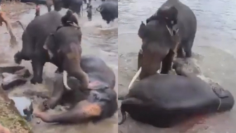 Woman tourist crushed to death after getting trapped during fight between two elephan
