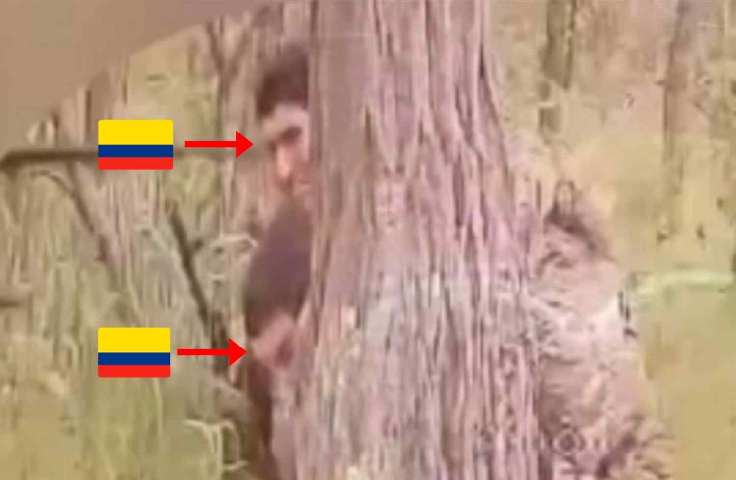 Minus 2 Colombian macaques.