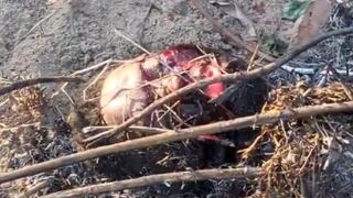 Thief Was Burned Alive By Villagers