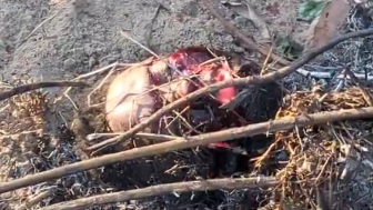 Thief Was Burned Alive By Villagers