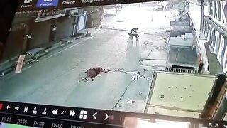An Elderly Man Crushed to Death by Truck While Heading to Prayers in Haridwar