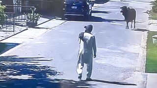 Man Trying To Catch A Bull Pays The Price For Stupidity