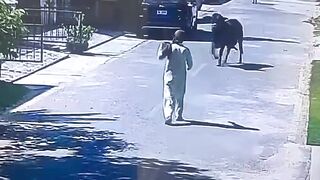 Man Trying To Catch A Bull Pays The Price For Stupidity
