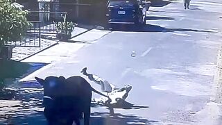 Man Trying To Catch A Bull Pays The Price For Stupidity