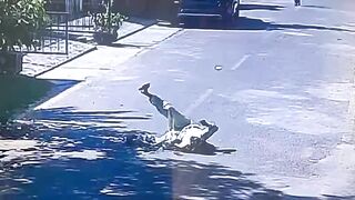 Man Trying To Catch A Bull Pays The Price For Stupidity