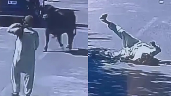 Man Trying To Catch A Bull Pays The Price For Stupidity