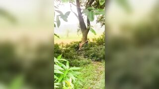 Man Beheaded and Tied to Tree in Gruesome Murder (New Footage)