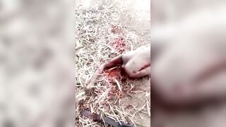 Captured Nigerian Thug Decapitated by Rivals – Head Rolled as Trophy