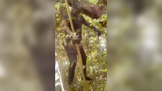 Man Hung From The Tree Rots In Jamaican Jungle