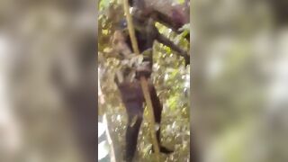 Man Hung From The Tree Rots In Jamaican Jungle