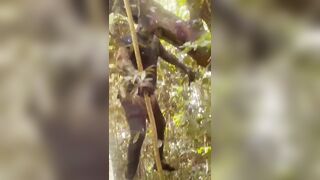 Man Hung From The Tree Rots In Jamaican Jungle