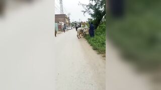 Attacked By Bull Man Suffers A Seizure