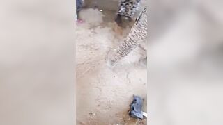 Three Helpless Women Tortured By Soldiers In Sierra Leone