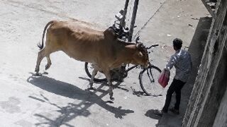Man Attacked By Stray Cattle In India