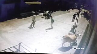 Man Attacked By Stray Cattle In India