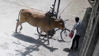 Man Attacked By Stray Cattle In India