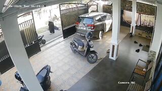 Sacrificial Cow  Drags And Kills A Man In Indonesia