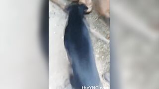 Classic: A Pit Bull Eats A Man's Dick