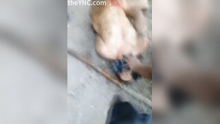 Classic: A Pit Bull Eats A Man's Dick