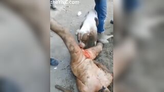 Classic: A Pit Bull Eats A Man's Dick